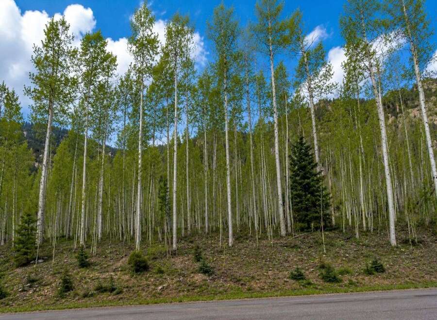 Discover a serene escape with this stunning property, nestled amidst a vibrant grove of aspen trees.