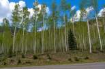 Discover a serene escape with this stunning property, nestled amidst a vibrant grove of aspen trees.