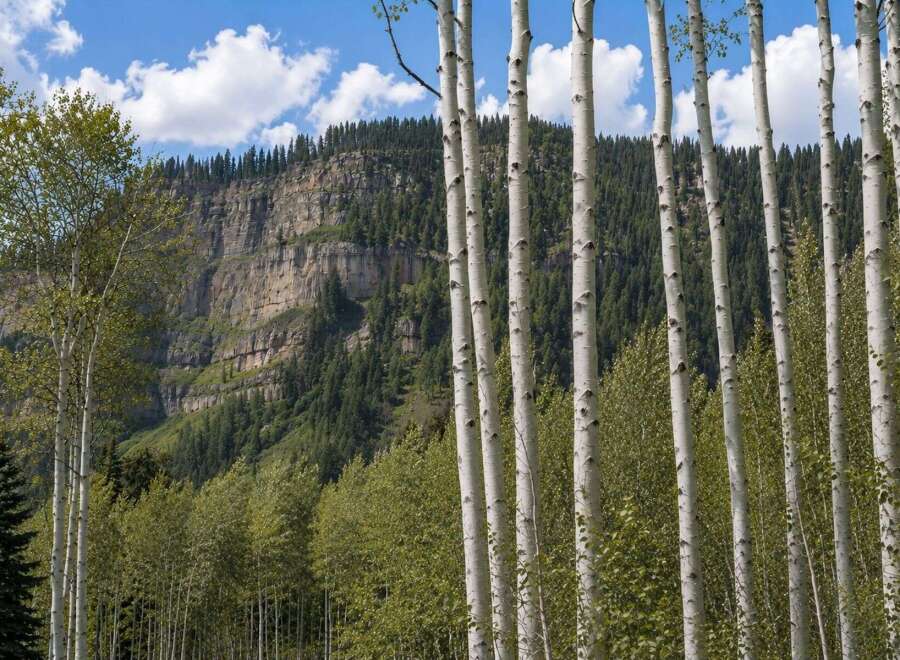 Experience the serene beauty of this mountain landscape, featuring a majestic cliff face and a dense forest of evergreen trees.