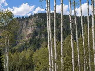Experience the serene beauty of this mountain landscape, featuring a majestic cliff face and a dense forest of evergreen trees.