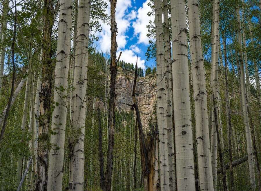 Discover serene living amidst a picturesque aspen grove, offering a unique connection to nature right outside your door.