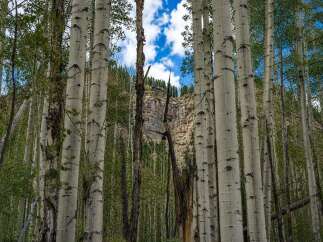 Discover serene living amidst a picturesque aspen grove, offering a unique connection to nature right outside your door.