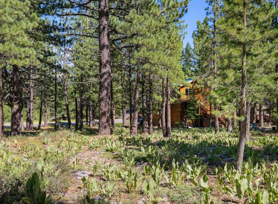Nestled amidst a serene pine forest, this charming wooden home offers a tranquil retreat.