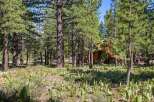Nestled amidst a serene pine forest, this charming wooden home offers a tranquil retreat.