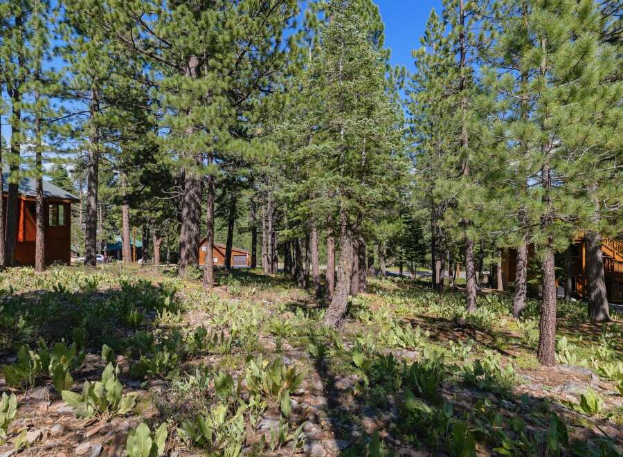 Nestled amidst a serene pine forest, this property offers a tranquil escape with its charming cabin-style architecture.
