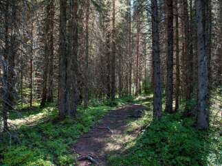 Discover your private oasis with this stunning forest trail, perfect for serene walks and outdoor adventures.