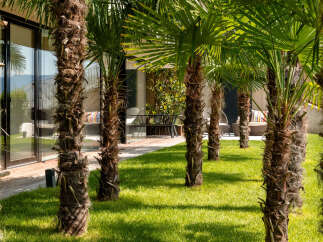 Experience luxurious outdoor living with a beautifully manicured lawn and a row of mature palm trees creating a tropical ambiance.