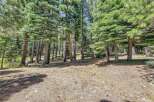 Escape to this serene forest setting, perfect for building your dream home or a tranquil getaway.