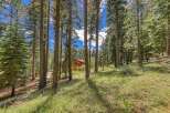 Nestled amongst tall pine trees, this charming home offers a serene mountain retreat.