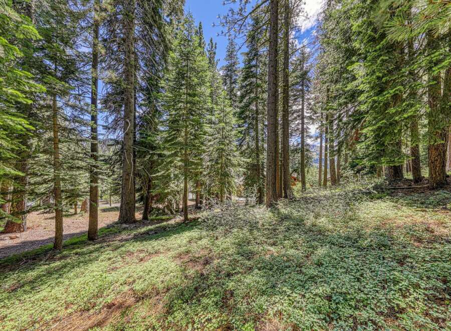 Nestled amidst a serene forest, this property offers a tranquil escape with towering pine trees and lush green ground cover.