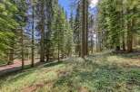Nestled amidst a serene forest, this property offers a tranquil escape with towering pine trees and lush green ground cover.
