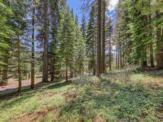Nestled amidst a serene forest, this property offers a tranquil escape with towering pine trees and lush green ground cover.