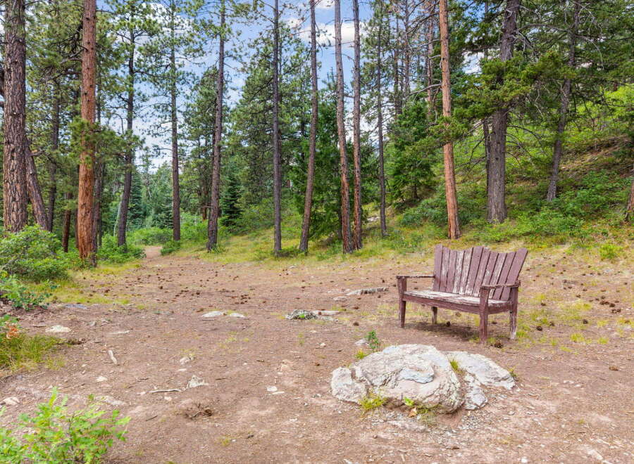 Discover your private oasis with this charming wooden bench nestled amongst tall pine trees.