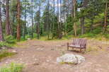 Discover your private oasis with this charming wooden bench nestled amongst tall pine trees.