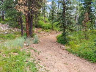 Discover the natural beauty surrounding this property with a scenic dirt path winding through a lush forest.
