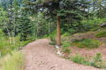 Discover your dream home nestled amidst a serene forest landscape.