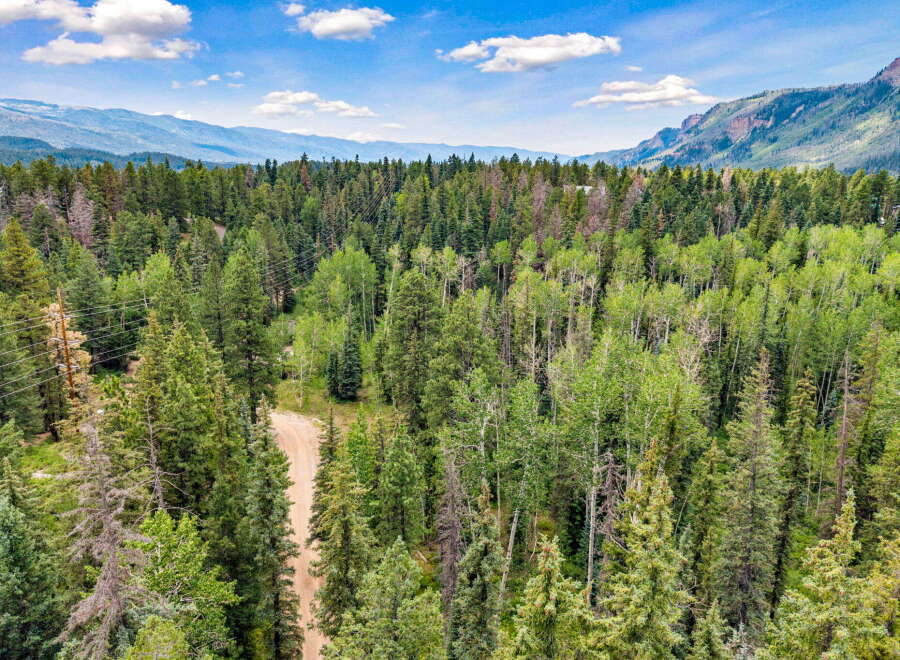 Experience the serene beauty of this expansive forested property, featuring a mix of mature evergreen and deciduous trees.