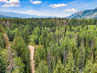 Experience the serene beauty of this expansive forested property, featuring a mix of mature evergreen and deciduous trees.
