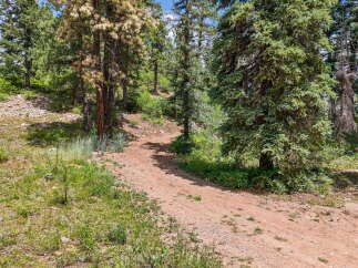 Discover the natural beauty of this property, featuring a winding dirt path through a lush forest.