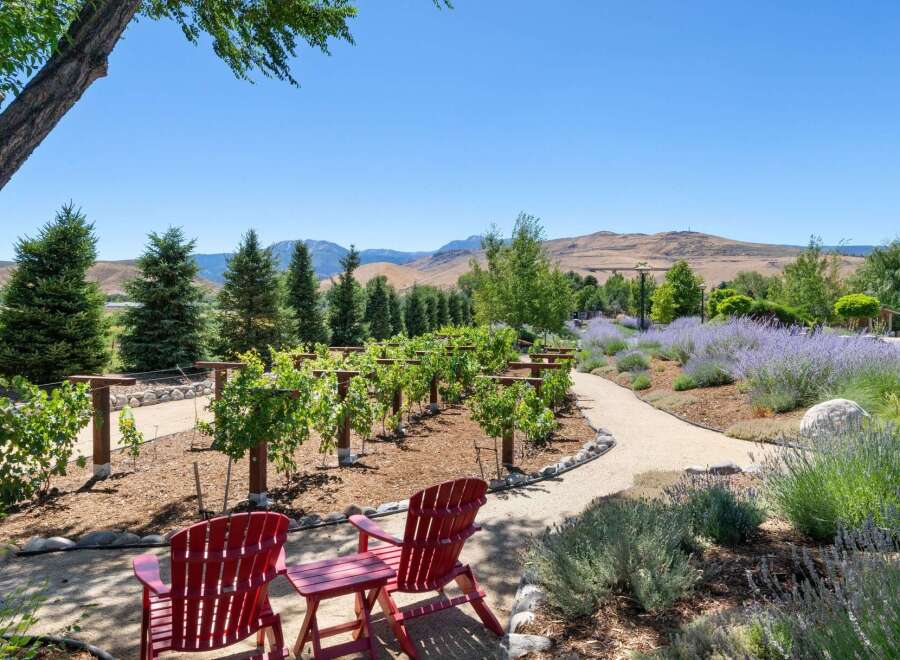 Experience the charm of this vineyard estate, featuring rows of lush grapevines ready for harvest.