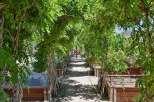 Step into a lush oasis with this stunning garden pathway, shaded by a vibrant green arbor.