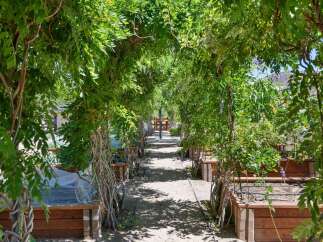 Step into a lush oasis with this stunning garden pathway, shaded by a vibrant green arbor.