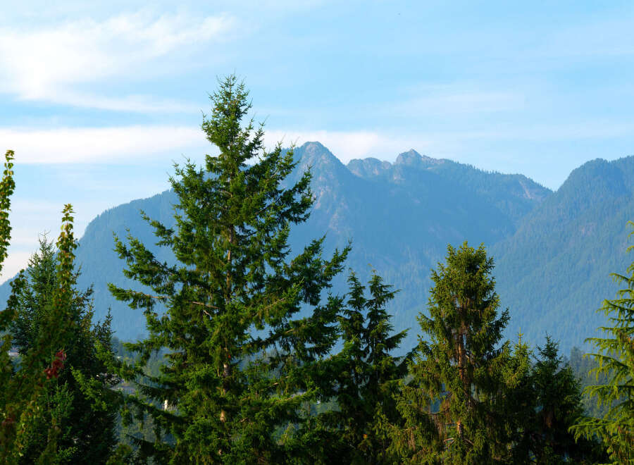 Experience breathtaking mountain views from this stunning property, nestled amidst lush evergreen trees.