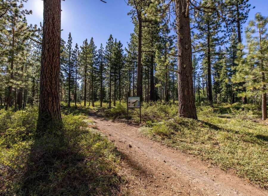 Explore the natural beauty of this property, featuring a well-maintained dirt trail winding through a serene pine forest.