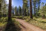 Explore the natural beauty of this property, featuring a well-maintained dirt trail winding through a serene pine forest.