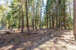 Discover a serene forest setting with mature trees providing ample shade and privacy.