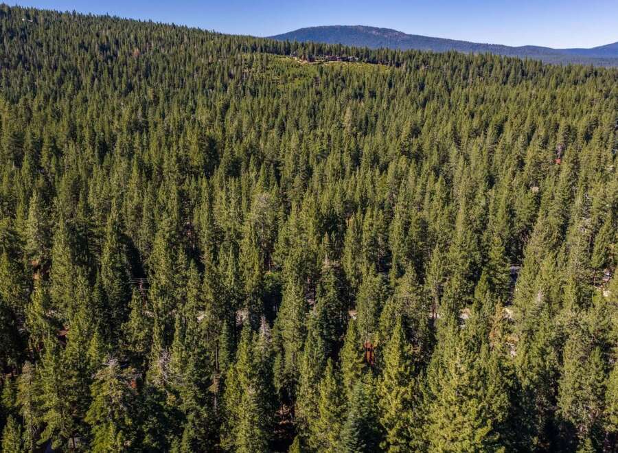 Nestled amidst a dense forest of towering pine trees, this property offers unparalleled privacy and a serene natural setting.