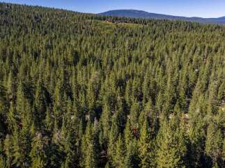Nestled amidst a dense forest of towering pine trees, this property offers unparalleled privacy and a serene natural setting.