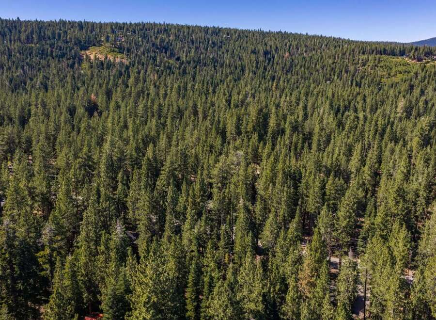 Discover your dream mountain retreat nestled within a dense forest of mature pine trees.