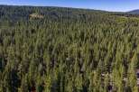 Discover your dream mountain retreat nestled within a dense forest of mature pine trees.