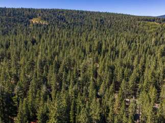 Discover your dream mountain retreat nestled within a dense forest of mature pine trees.