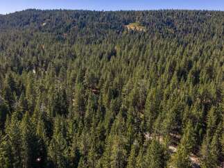 Nestled amidst a dense forest of mature pine trees, this property offers unparalleled privacy and a serene natural setting.