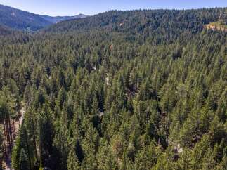 Discover this stunning property nestled amidst a dense forest of mature pine trees, offering unparalleled privacy and a serene natural setting.