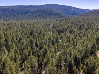 Discover an expansive forested estate offering unparalleled privacy and natural beauty.
