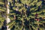 Discover this picturesque wooded lot, perfect for building your dream home amidst towering trees.