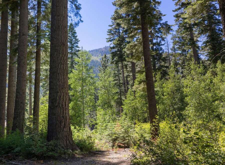 Discover tranquility in this stunning forest setting, perfect for a serene retreat or a nature lover's dream home.