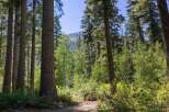 Discover tranquility in this stunning forest setting, perfect for a serene retreat or a nature lover's dream home.