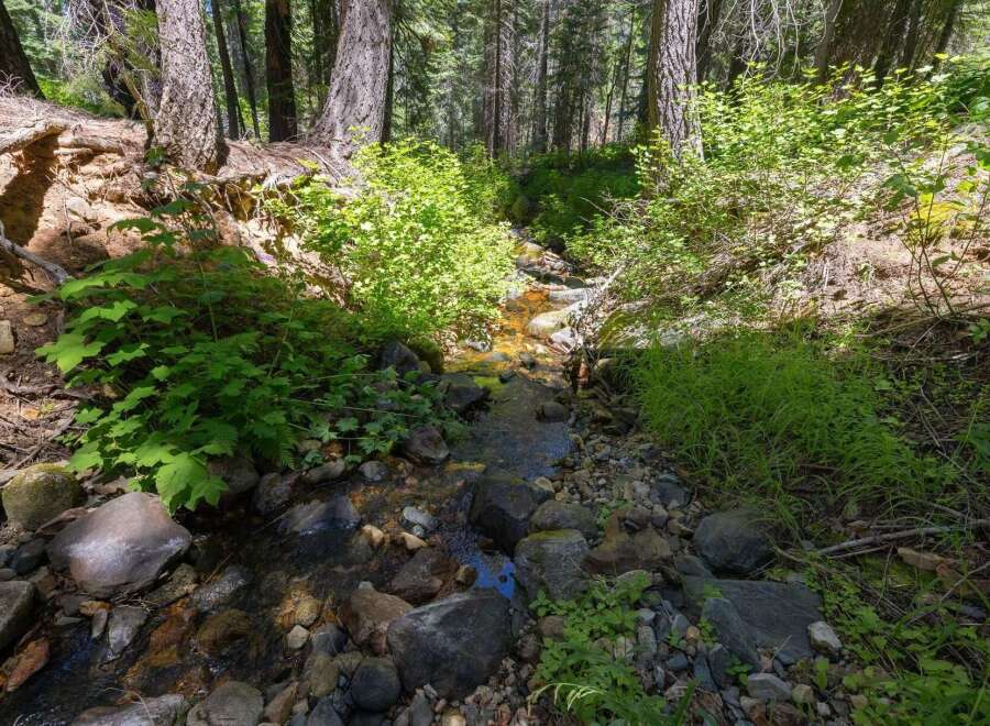 Discover a serene forest retreat with a charming creek flowing through lush greenery.