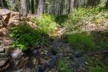 Discover a serene forest retreat with a charming creek flowing through lush greenery.