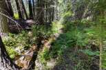 Discover a serene forest retreat with a charming creek flowing through the property.