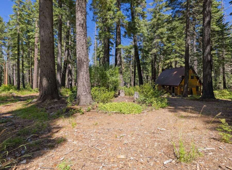 Escape to this charming cabin nestled amidst a serene forest setting.