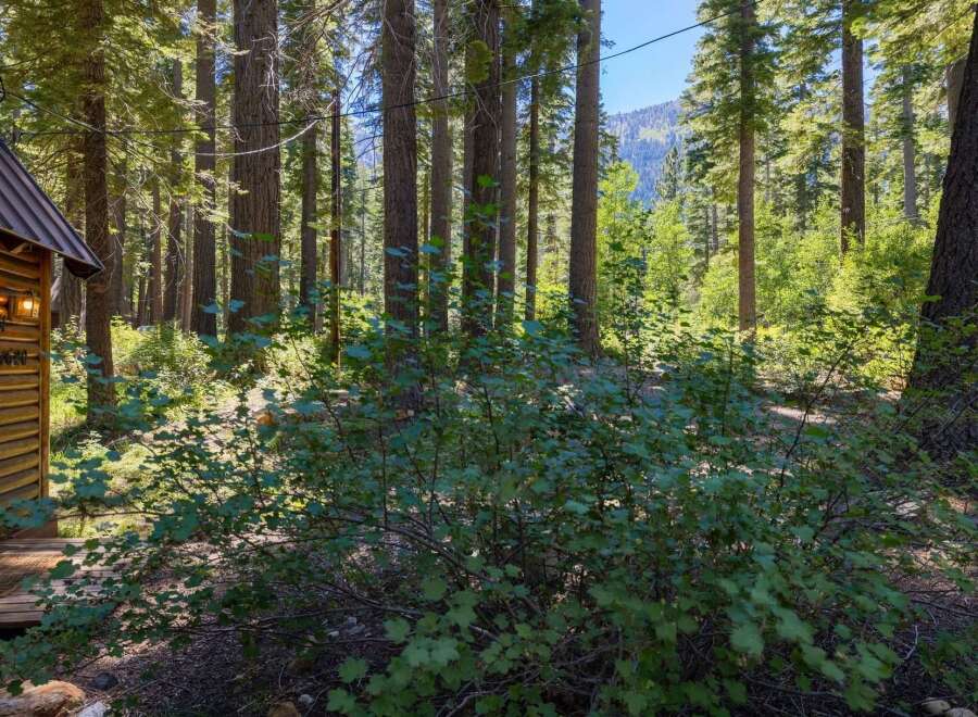 Escape to this charming cabin nestled amongst towering pine trees, offering a serene forest retreat.