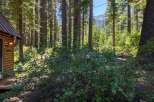 Escape to this charming cabin nestled amongst towering pine trees, offering a serene forest retreat.