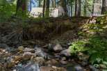 Nestled amongst tall pine trees, this property offers a serene escape with a charming cabin visible through the foliage.