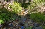 Discover a serene forest retreat with a charming creek flowing through the property.