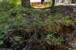 Nestled amongst towering trees, this charming cabin offers a serene retreat with a picturesque stream flowing nearby.
